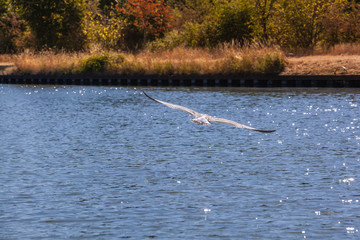 A bird in flight over water