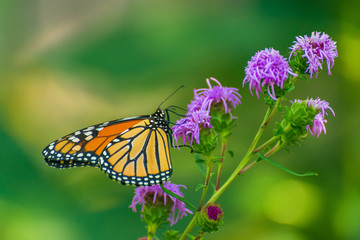 Fototapeta premium Monarch butterfly, Danaus plexippus, on liatris flower