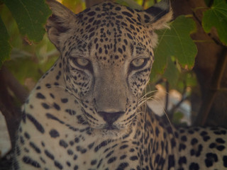 Endangered Arabian Leopard in captivity 