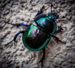 Uno scarabeo verde sulla parete