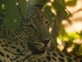 Endangered Arabian Leopard in captivity 
