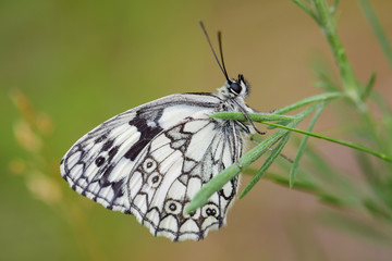 Marbled White butterfly - Melanargia galathea, beautiful black and white butterfly from European meadows, Stramberk, Czech Republic.