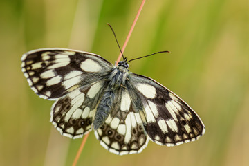 Fototapeta na wymiar Marbled White butterfly - Melanargia galathea, beautiful black and white butterfly from European meadows, Stramberk, Czech Republic.
