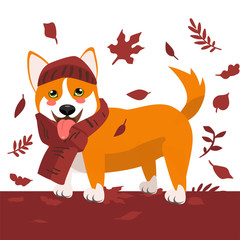 Cute autumn Corgi dog in a scarf for a walk. Autumn illustration of a happy puppy, leaves on the background. Print for clothes, cute animal. vector