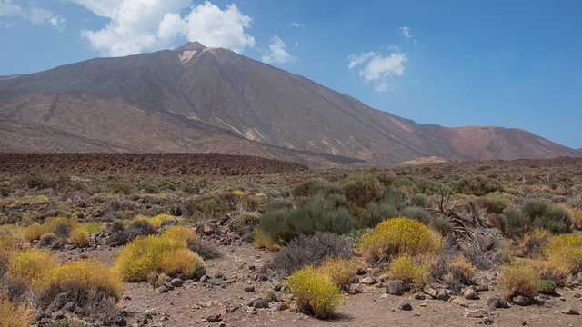 Classic destination scenic view of Pico del Teide in Las Canadas del Teide or Teide National Park, the highest volcanic peak in Spain, surrounded by fresh endemic vegetation, Tenerife, Canary Islands