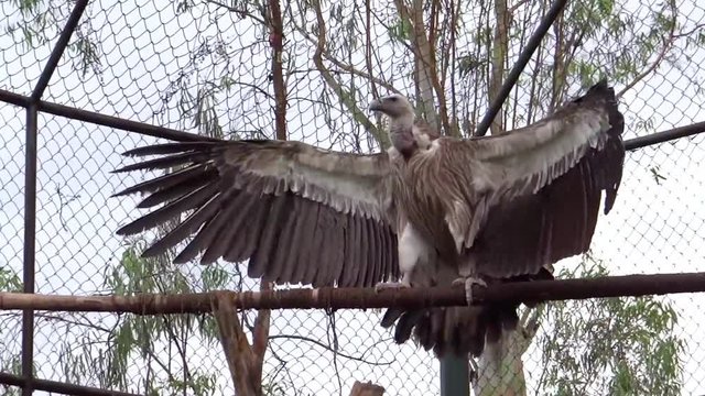 Medium, perched Vulture flapping wings in a zoo, India