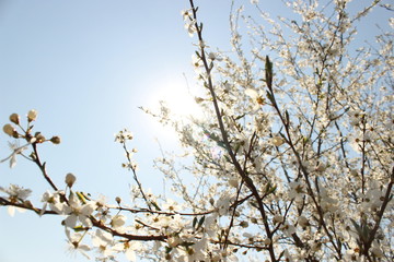 cherry tree in blossom