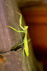 praying mantis 