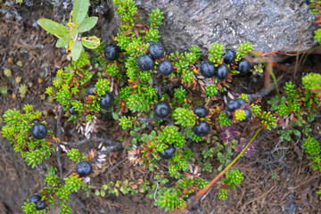 Wild Blackcurrent in Iceland