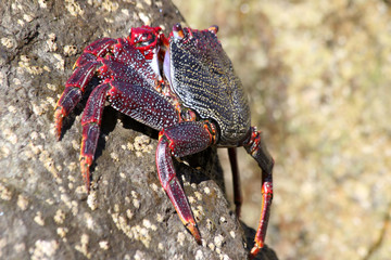 rote_Klippenkrabbe