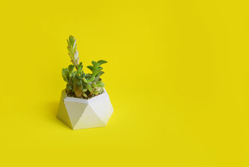 Minimalistic garden of succulents in a concrete pot. Yellow horizontal banner. Shop header with place for your text and design. Contrasting colors, a trend for blogging social network.