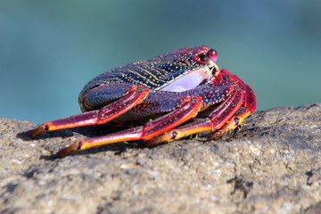 rote_Klippenkrabbe