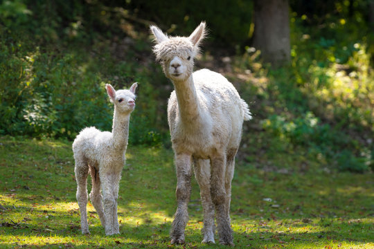 Neugeborenes Alpakababy und Muttertier