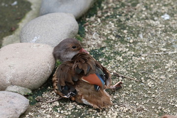 カモ　動物　鳥類　動物園