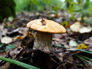 mushroom oiler grass in the autumn forest