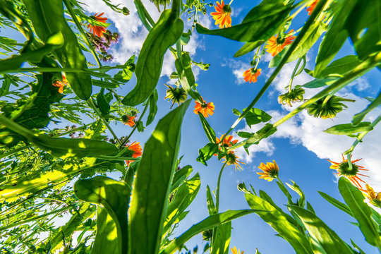 Blumenwiese von unten 123219