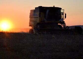 Fototapeta premium combine harvester working on field