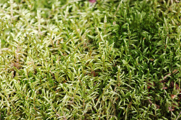 Obraz premium Top view of green moss.