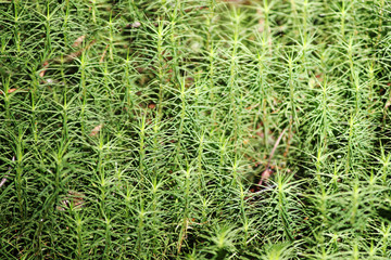 Top view of green moss.