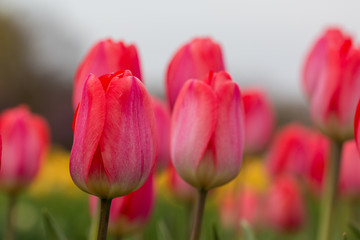 Obraz premium pink tulip blossoms spring iwo jima memorial arlington virginia