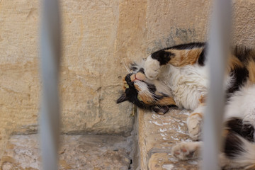spotty street cat lay on back in funny pose, foreshortening through iron fence frame 