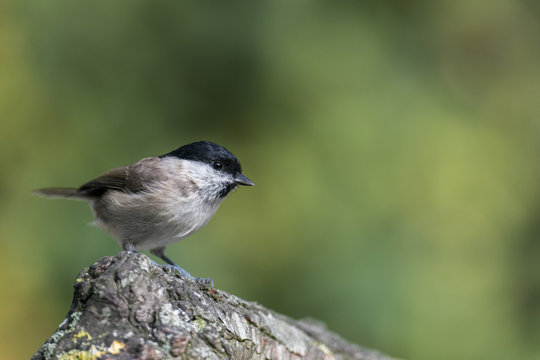 M&eacute;sange nonnette