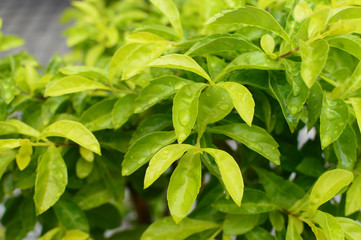 雨粒が残る小さな葉