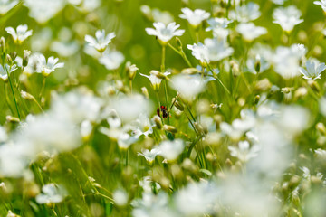 White meadow flowers