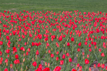 pink tulip blossoms spring iwo jima memorial arlington virginia
