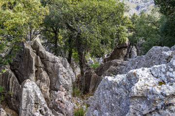 Scenic view at landscape on Serra de Tramuntana in the north of mallorca between Lluc and Sa Calobra