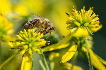 honey bee harvesting pollen from a yellow daisy 