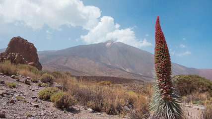 Landscape of Teide National Park, with the volcano, Pico del Teide surrounded by the endemic vegetation and one lonely flower of Echium wildpretii or Tajinaste Rojo, Tenerife, Canary Islands, Spain