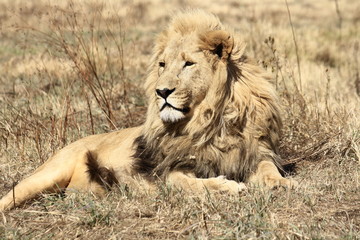 Male Lion