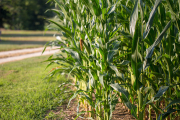 Obraz premium southern maryland corn field saint mary's county usa