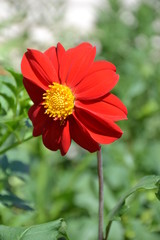 Annual dahlia flowers of different colors.