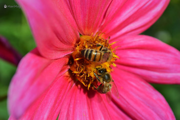 Annual dahlia flowers of different colors.