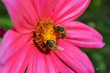 Annual dahlia flowers of different colors.