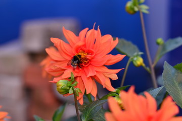 Annual dahlia flowers of different colors.