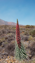 Echium wildpretii, also known as Tajinaste rojo flower, growing in its own habitat, a protected endemic biennial plant found at high altitude in Teide National Park, Tenerife, Canary Islands, Spain