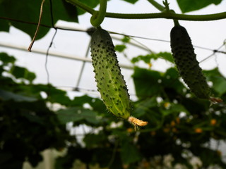 flowering cucumber on a branch with green leaves