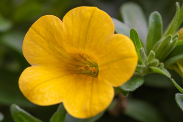 Yellow flower in the garden. Close up. Macro. Yellow flower