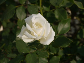 Weiße Rose 4