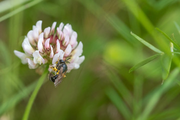 Bee on flower with blurred background