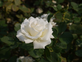 Weiße Rose 3