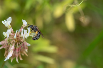 Bee on flower with blurred background