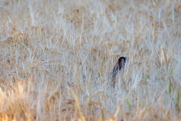 Rabbit hidden in wheat. Ears of wheat