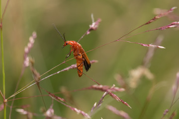 Firefly on a leaf. Insect with blurred background. Macro Close up