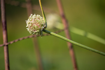 garlic scape in a garden