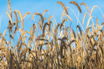 Closeup view of wheat field. Field of wheat