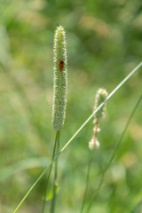 Firefly on a leaf. Insect with blurred background. Macro Close up